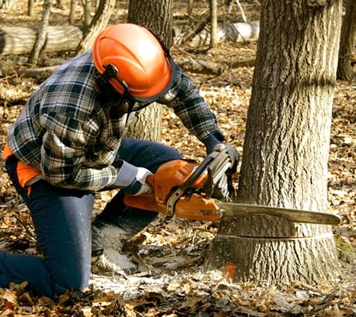 Tree Removal in Brokaw, WI